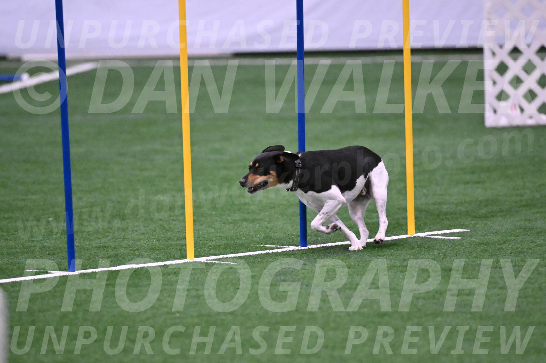 Basil-Cindy-Fink-06325