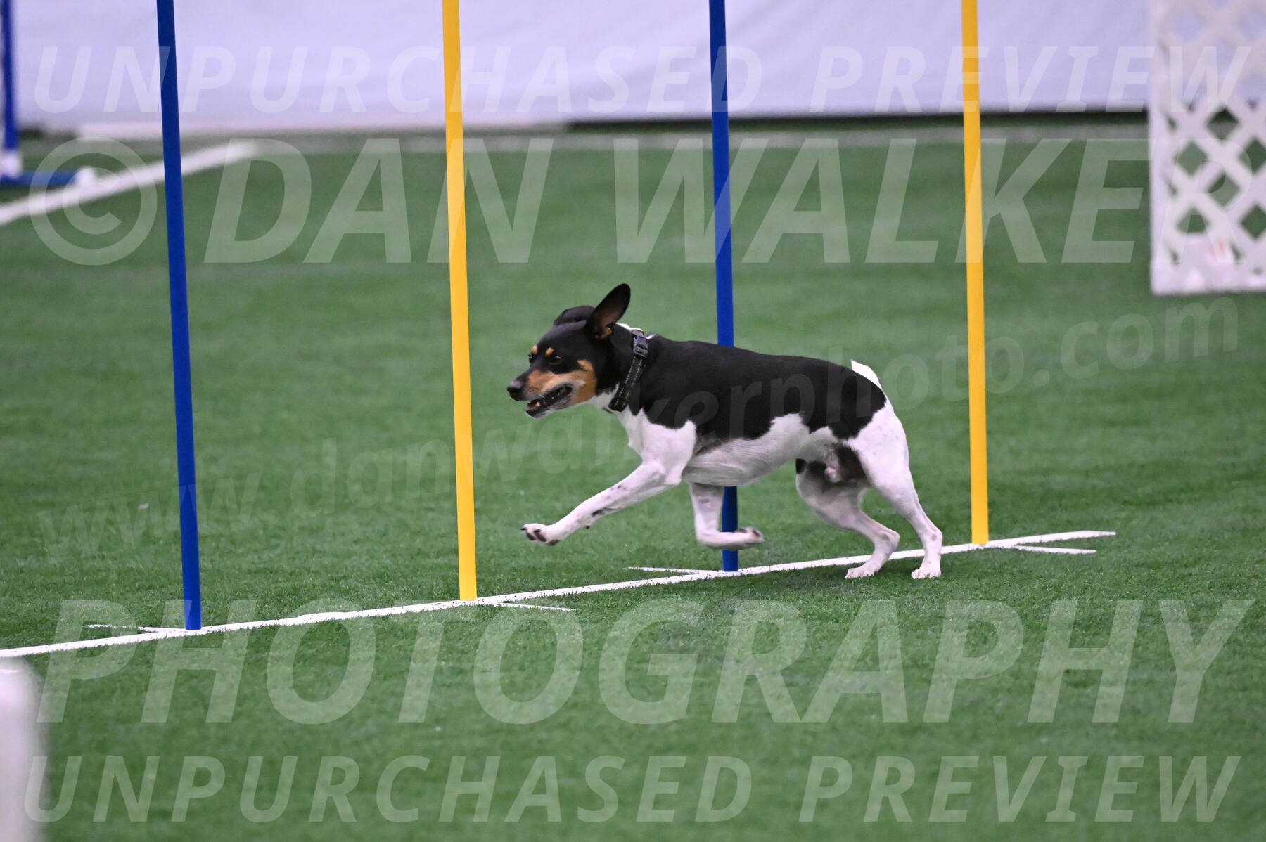 Basil-Cindy-Fink-06326
