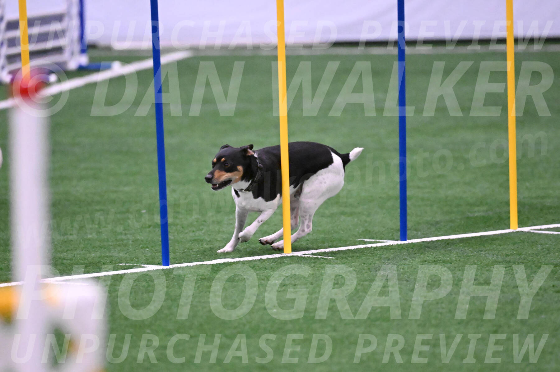 Basil-Cindy-Fink-06329