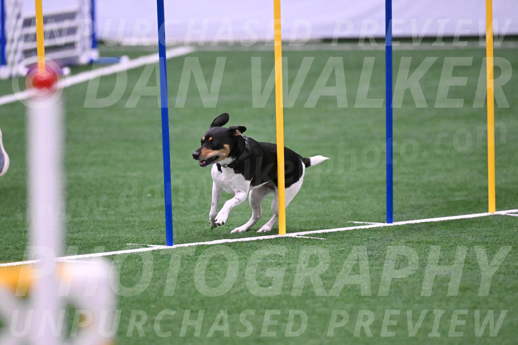 Basil-Cindy-Fink-06330