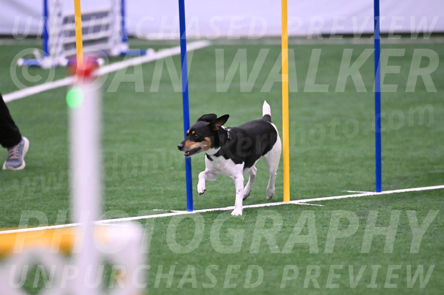 Basil-Cindy-Fink-06331