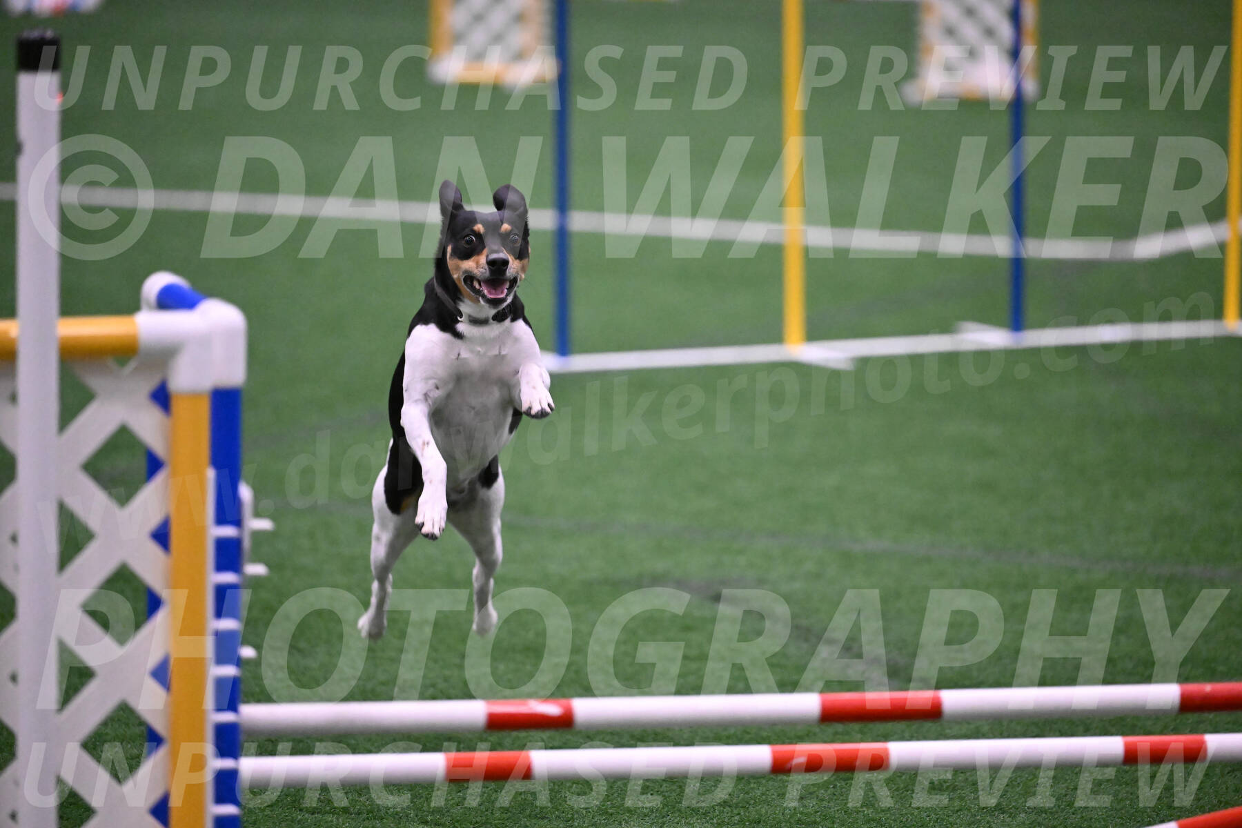 Basil-Cindy-Fink-06348