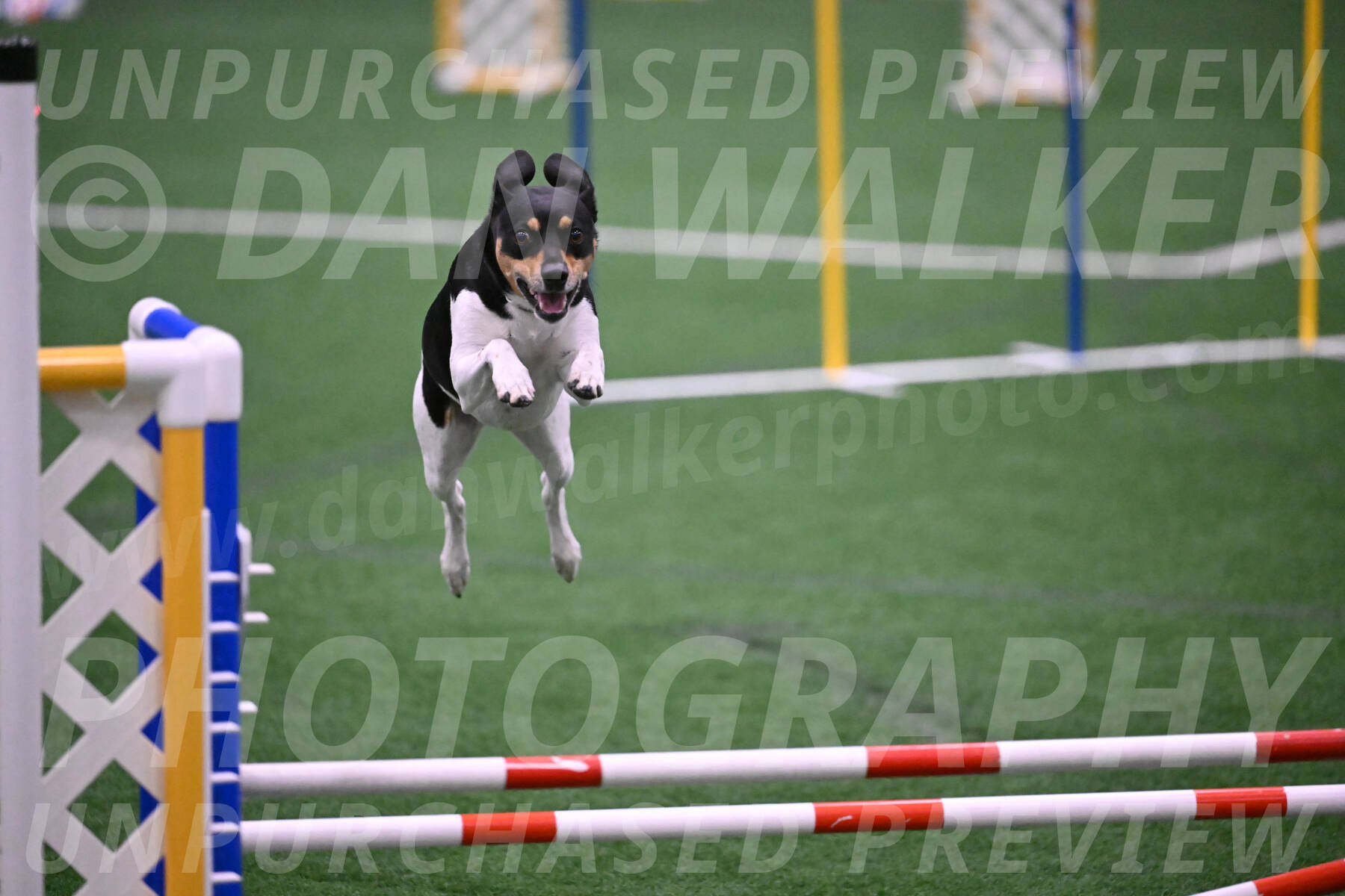 Basil-Cindy-Fink-06350