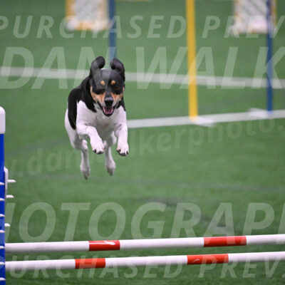 Basil-Cindy-Fink-06351