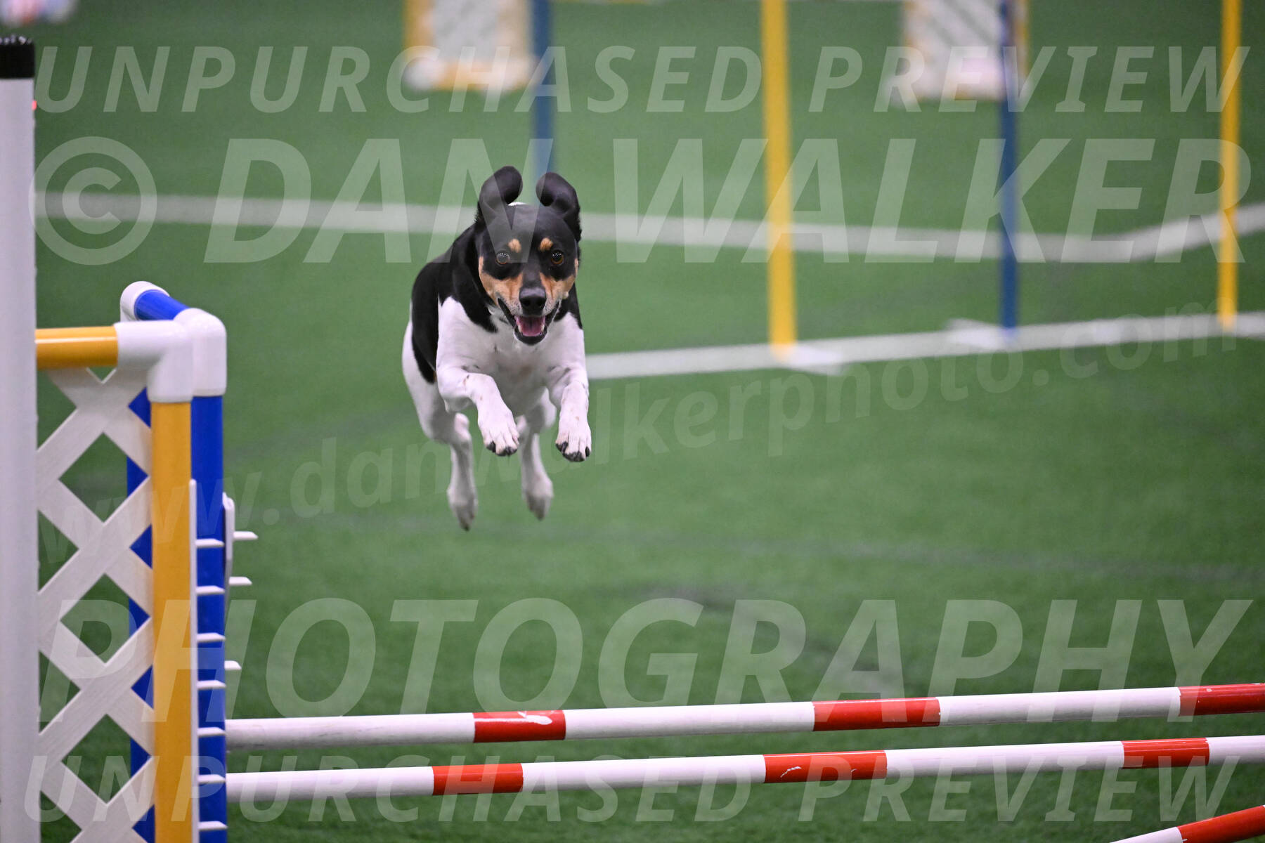 Basil-Cindy-Fink-06351