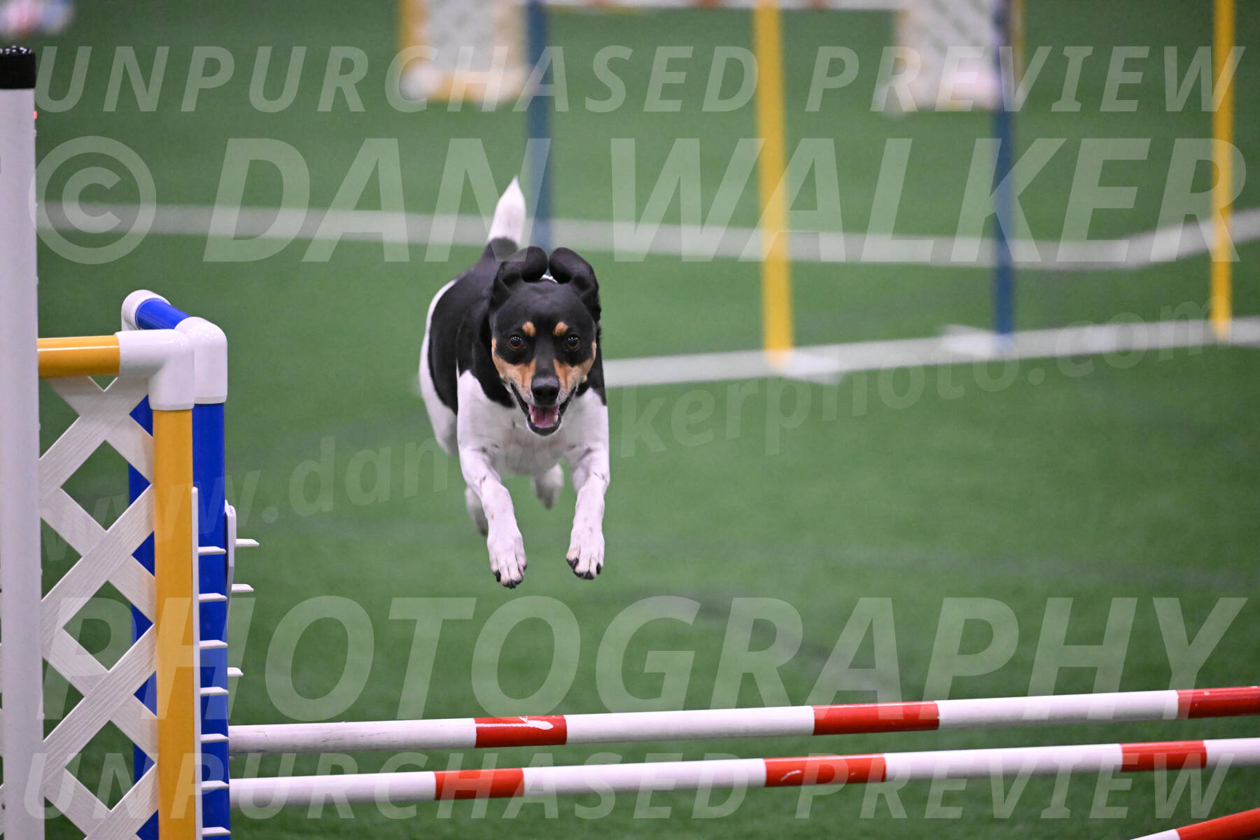 Basil-Cindy-Fink-06352