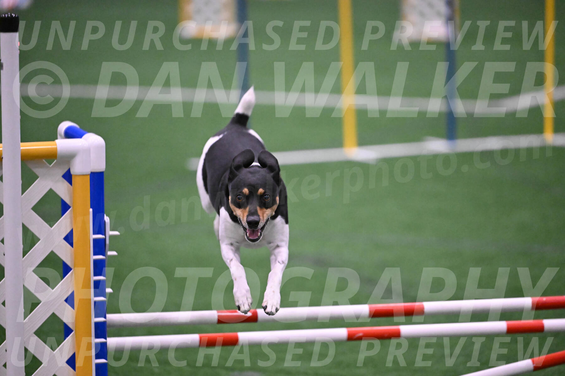 Basil-Cindy-Fink-06353