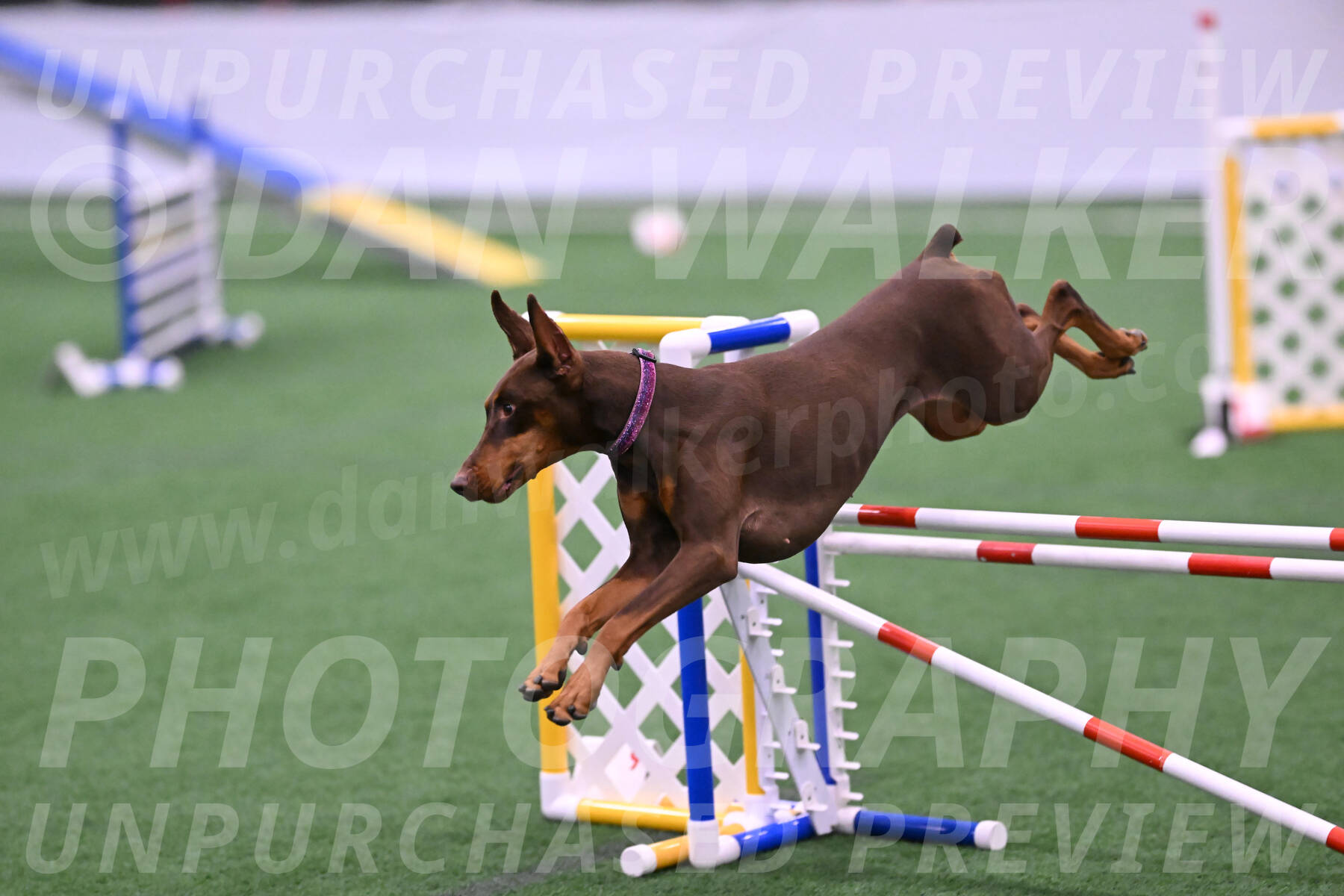 Derby-Carol-Moore-16295