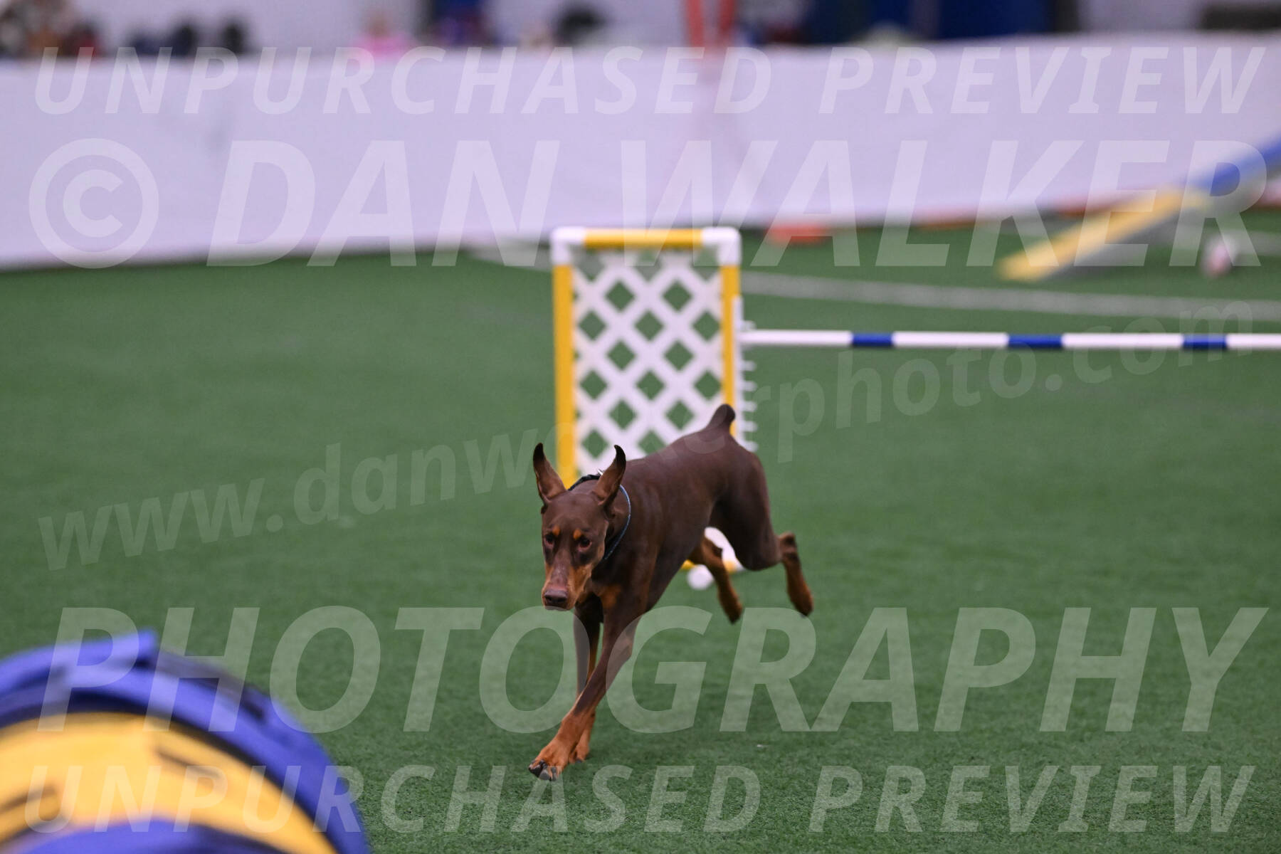 Derby-Carol-Moore-16331