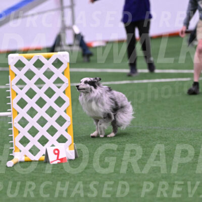 Basil-Cindy-Fink-06354