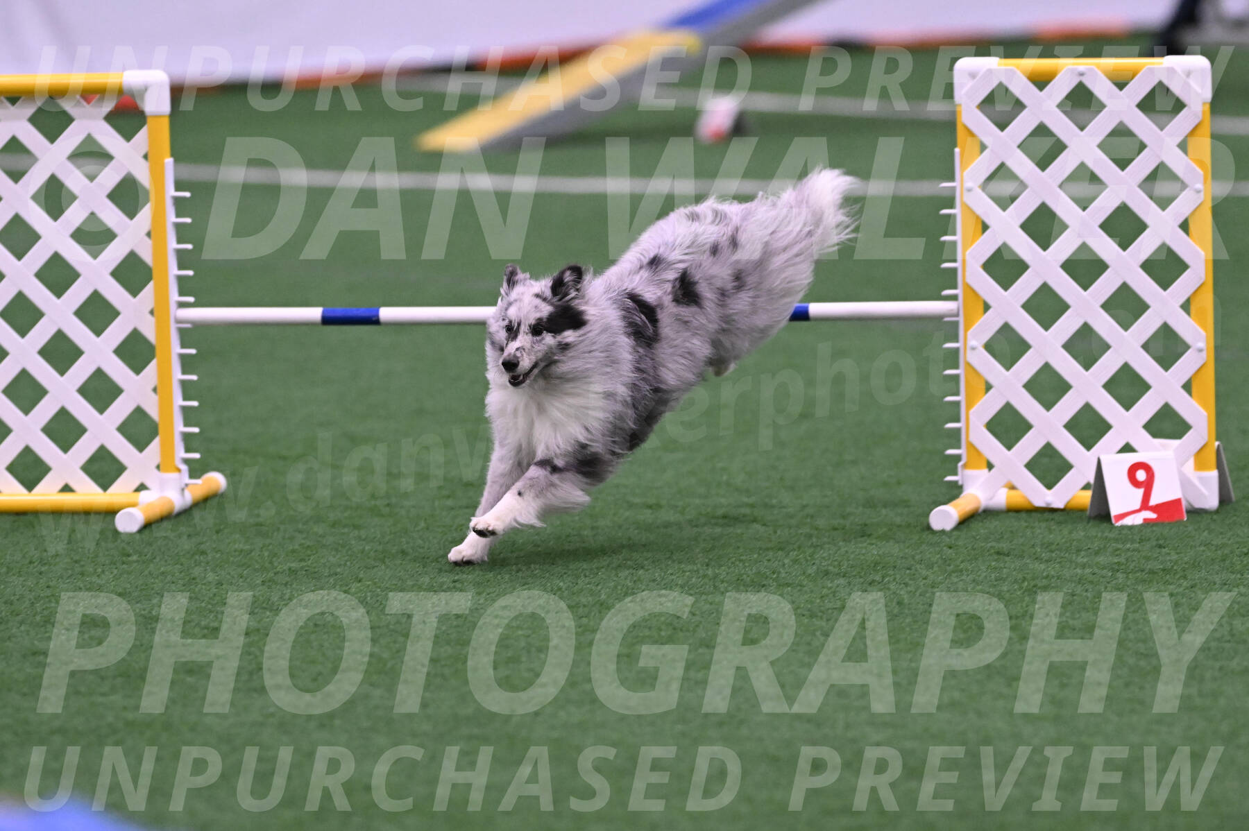 Basil-Cindy-Fink-06357