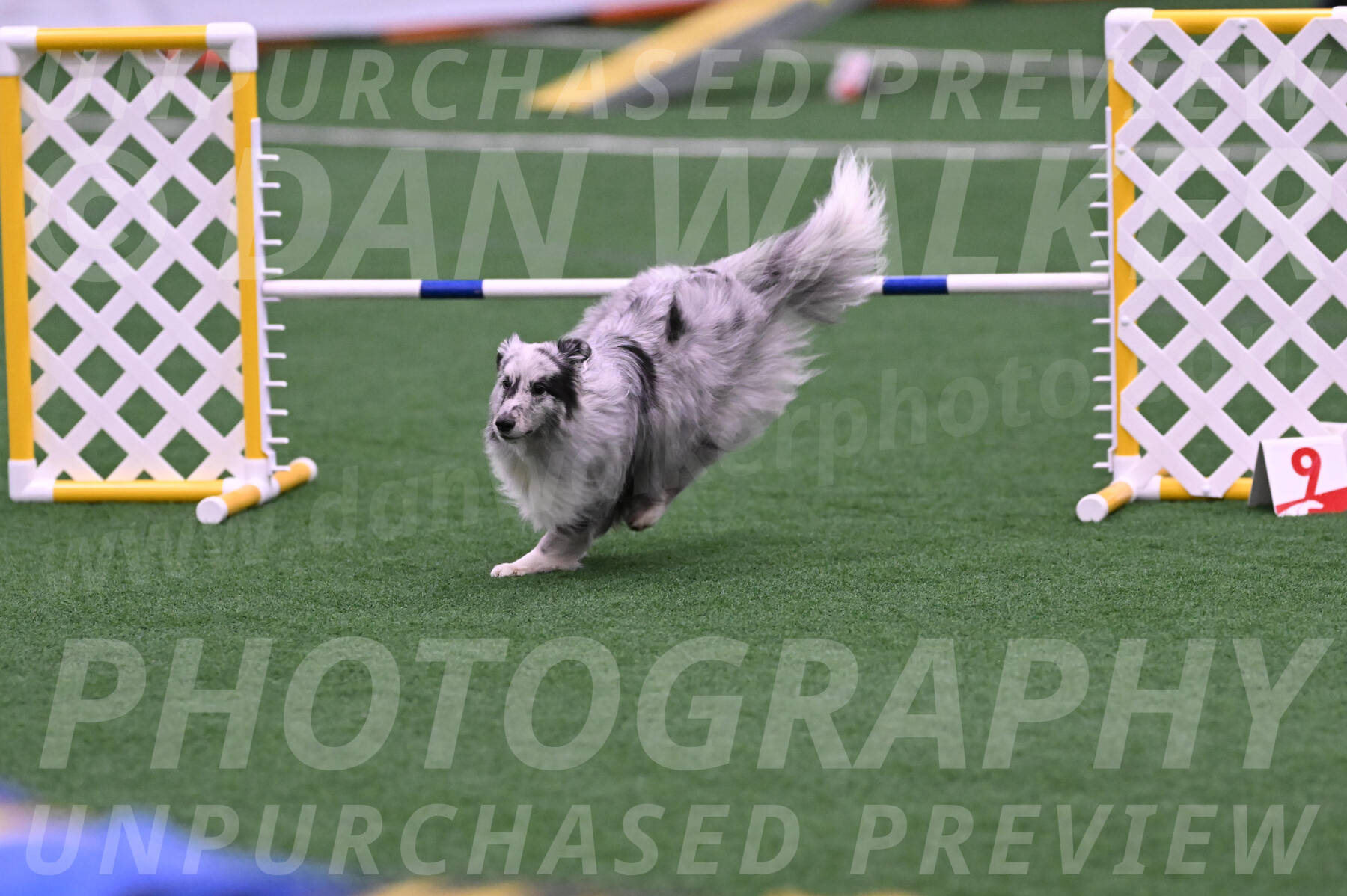 Basil-Cindy-Fink-06358