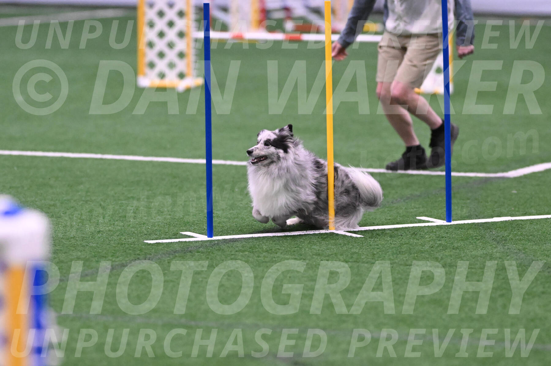 Basil-Cindy-Fink-06384