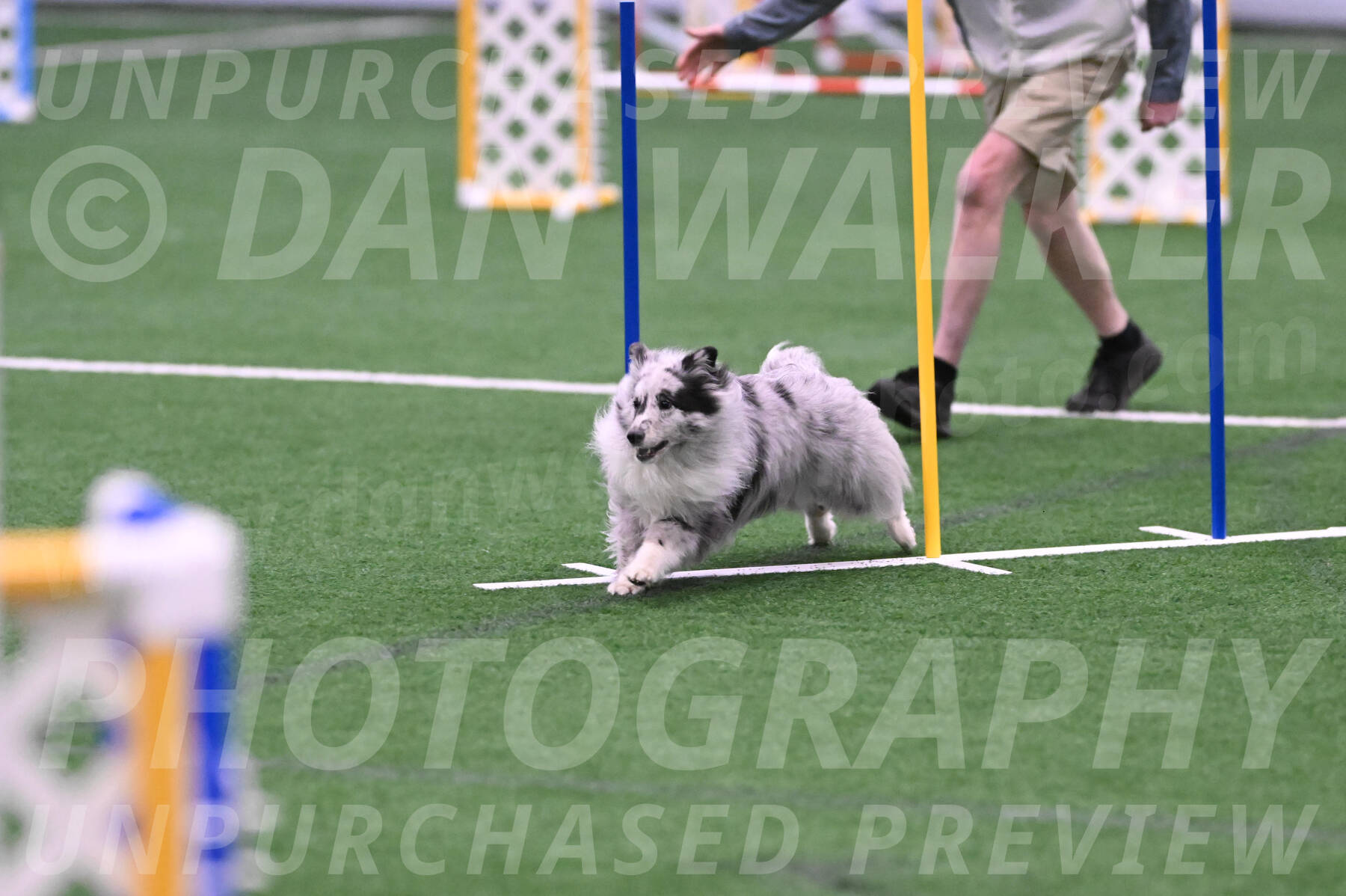 Basil-Cindy-Fink-06386