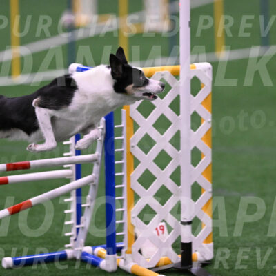Elsie-Darrell-Bommarito-12633