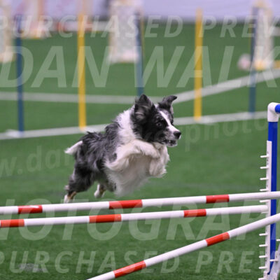 Enzo-Pamela-Bonness-12410