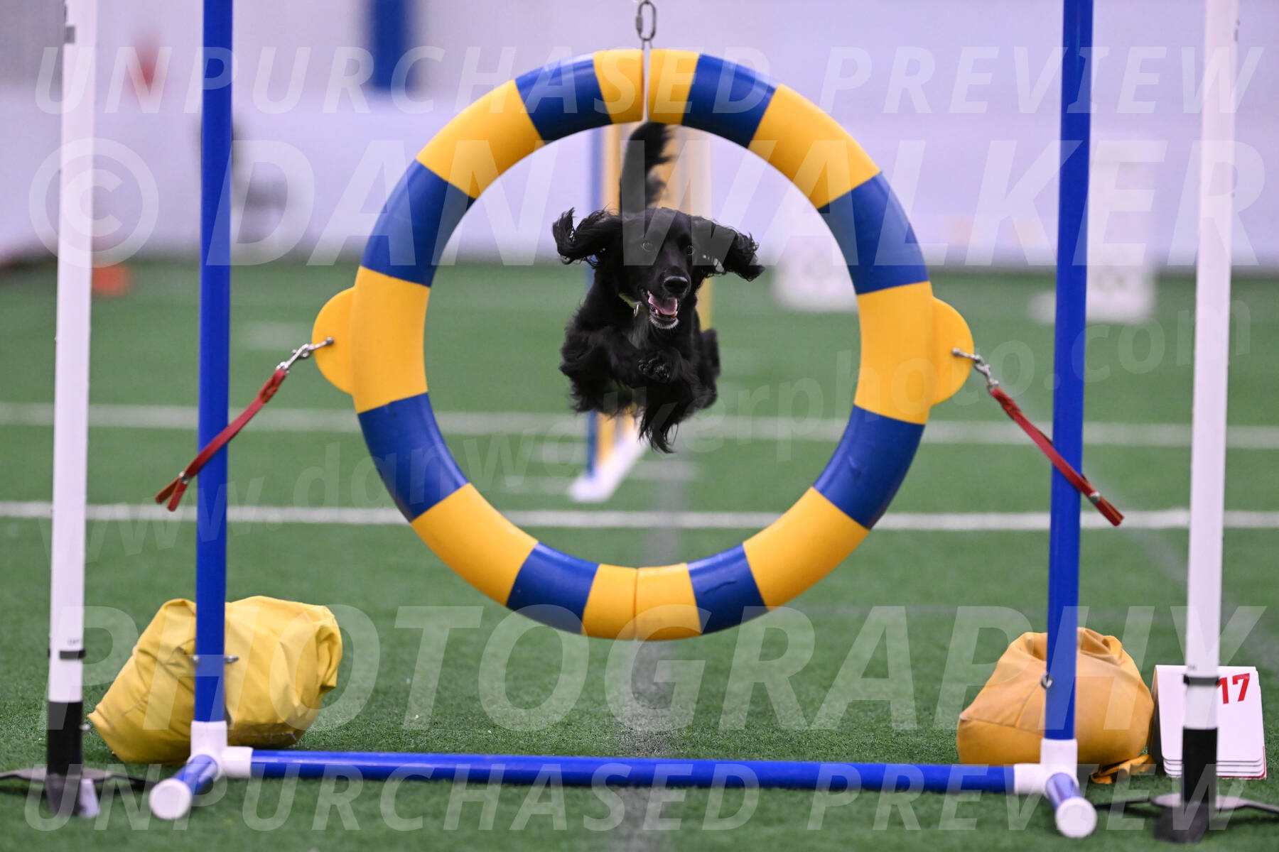 Falcon-Jessica-Sexton-20823