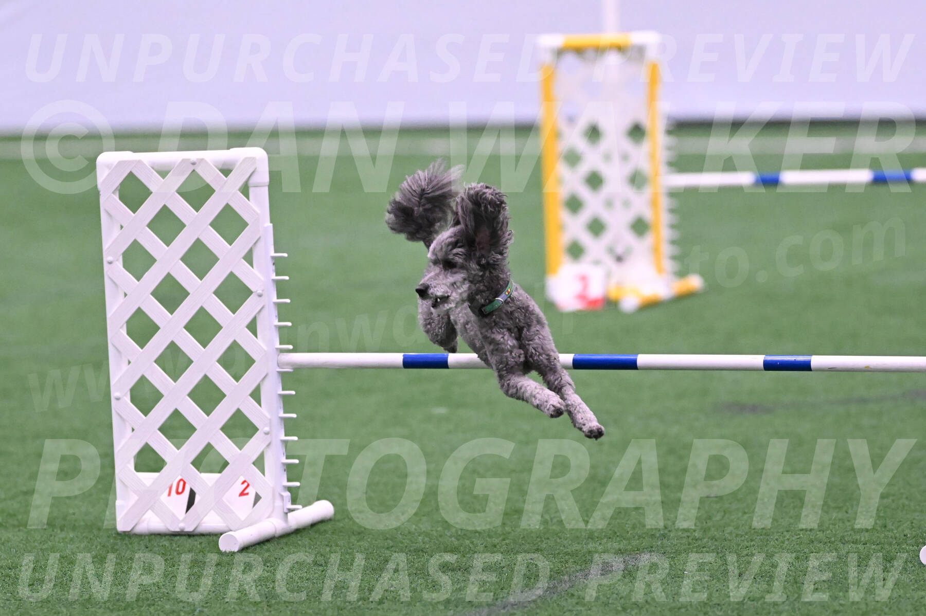 Fizz-Lori-Bieber-05280