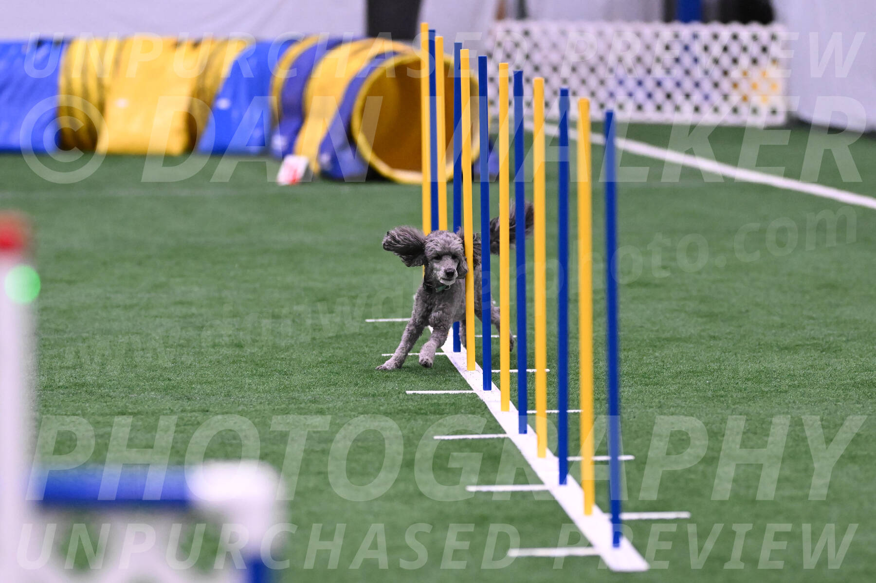Fizz-Lori-Bieber-05570