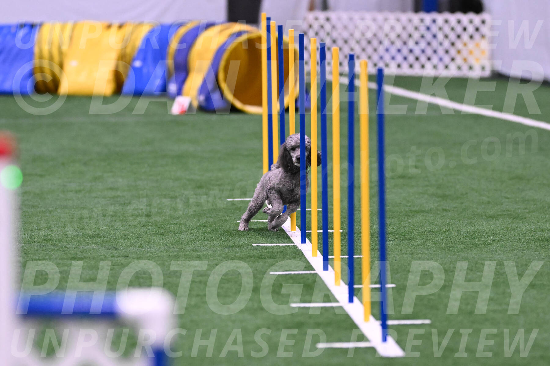 Fizz-Lori-Bieber-05571