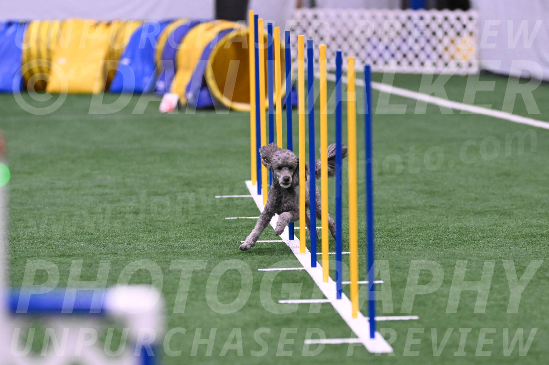 Fizz-Lori-Bieber-05575