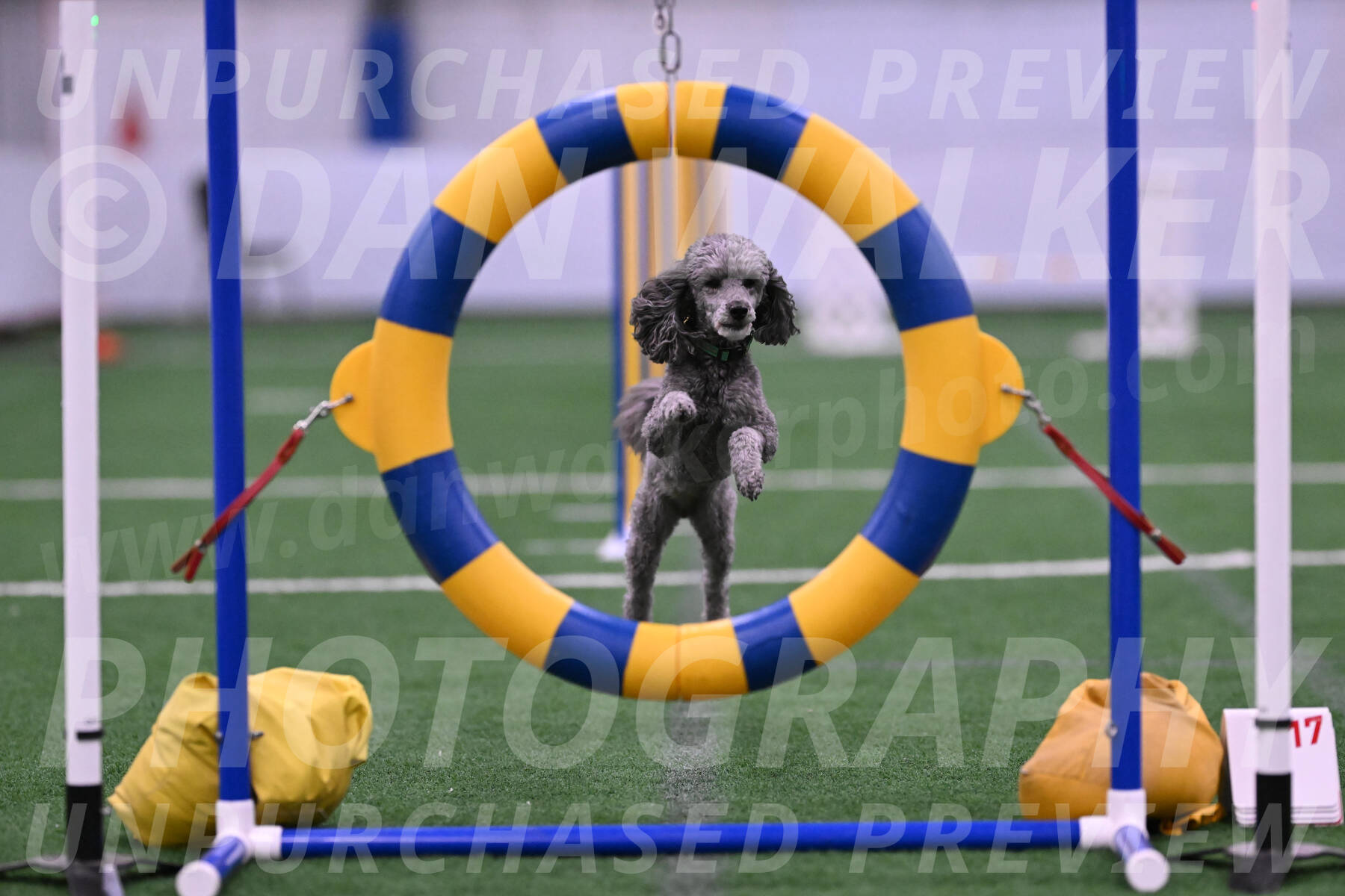 Fizz-Lori-Bieber-05673