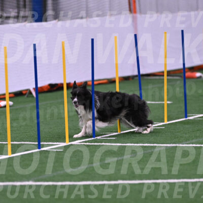 Frenzy-Robert-Rachow-28050