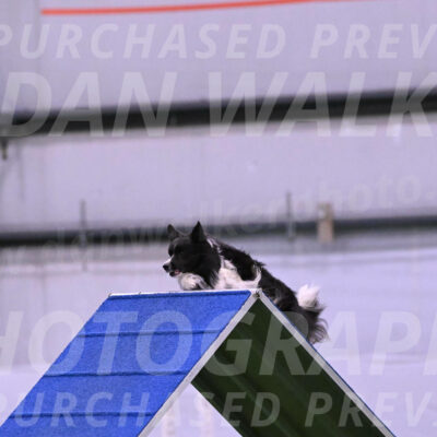 Frenzy-Robert-Rachow-28066