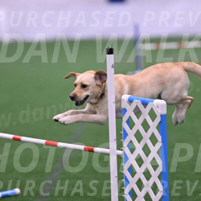 Henry-Bill-Vajdich-25094