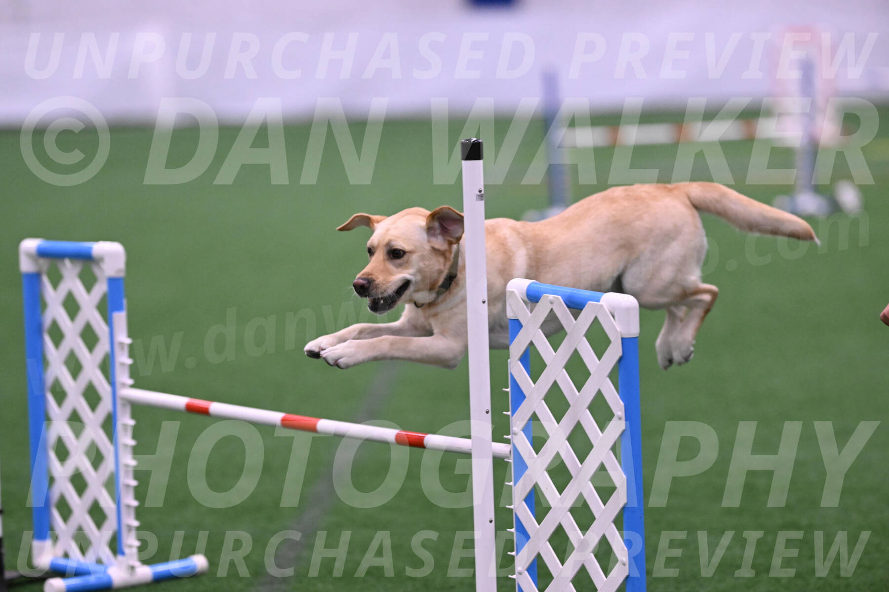 Henry-Bill-Vajdich-25094