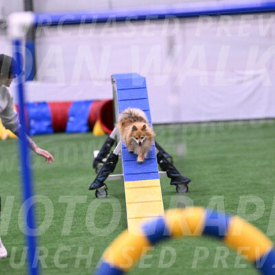 Komainu-Chasidy-DelBalso-25213