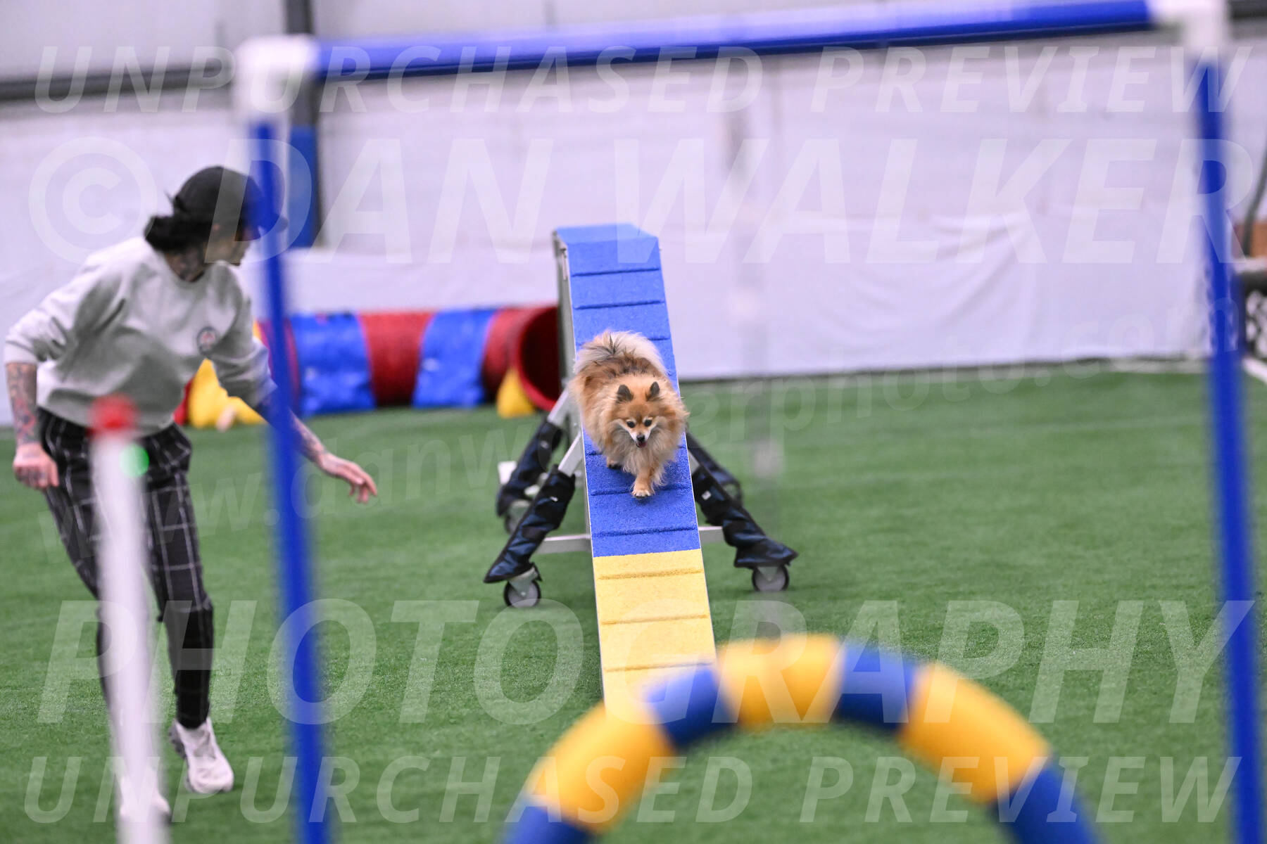 Komainu-Chasidy-DelBalso-25213
