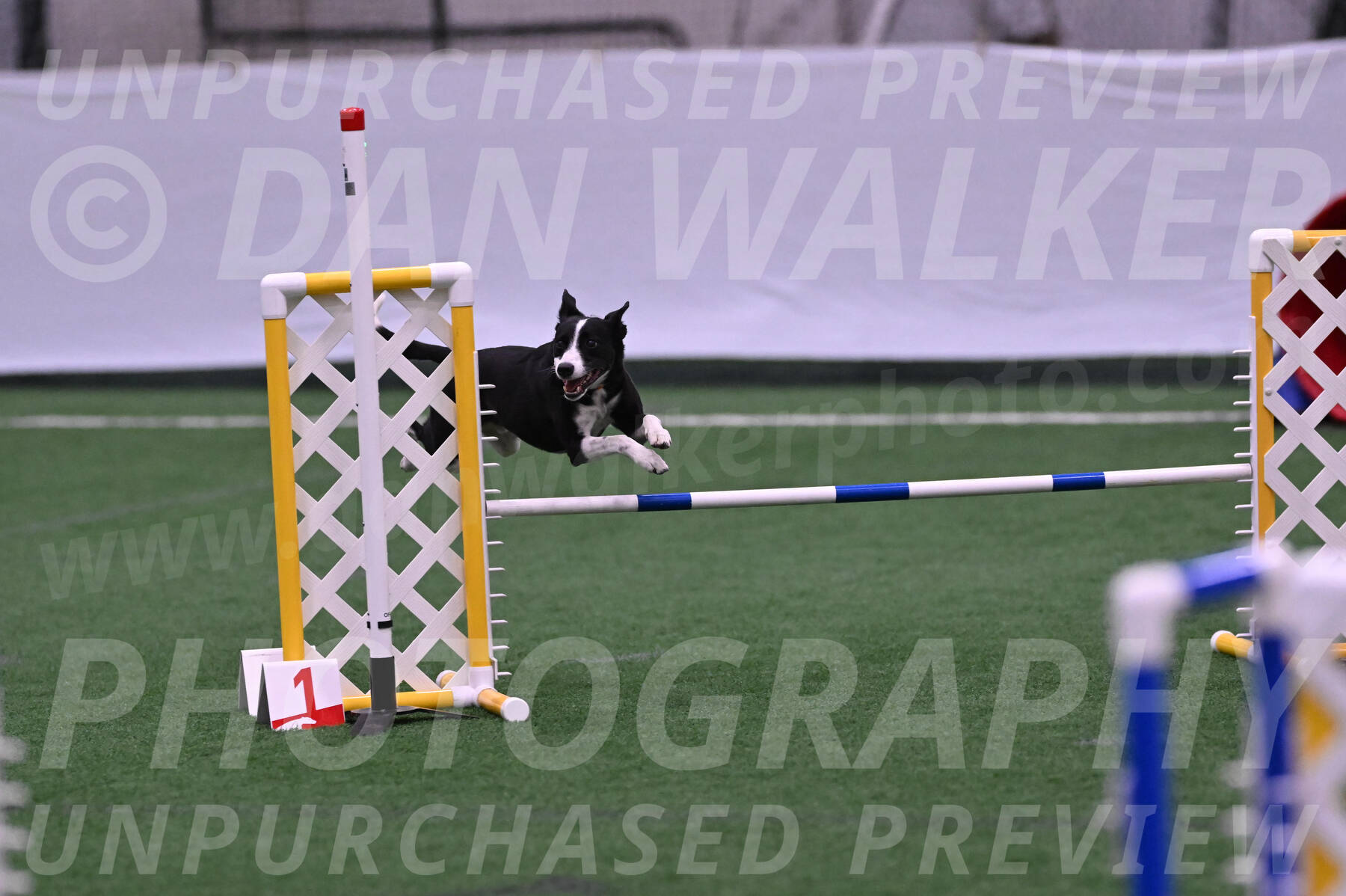 Krypto-Robin-Gray-08074