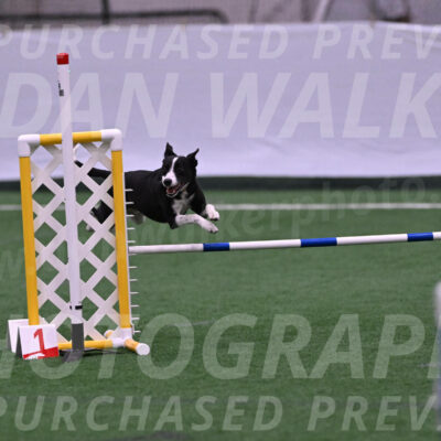 Krypto-Robin-Gray-08074
