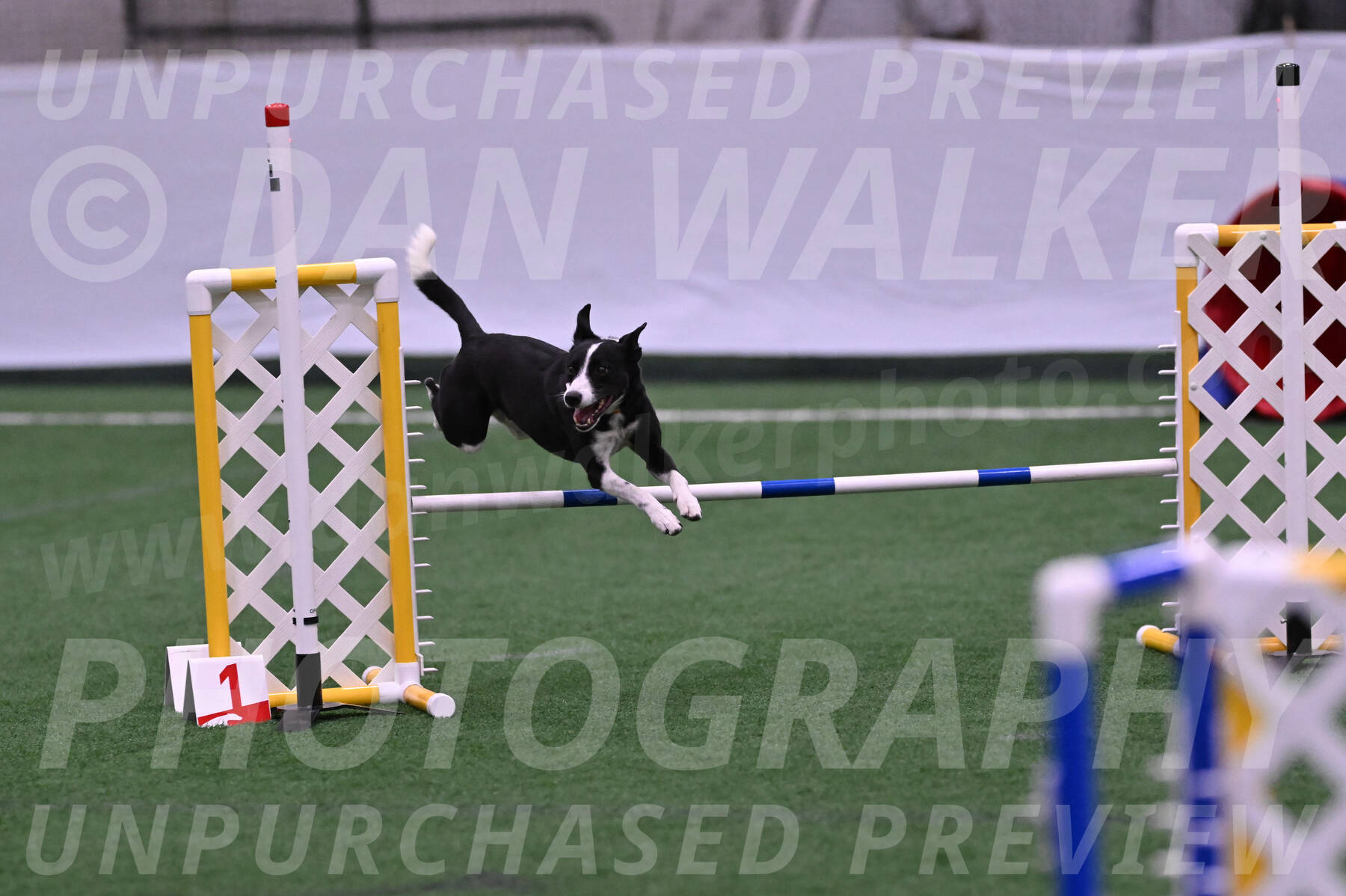 Krypto-Robin-Gray-08075