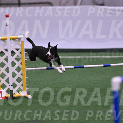 Krypto-Robin-Gray-08075