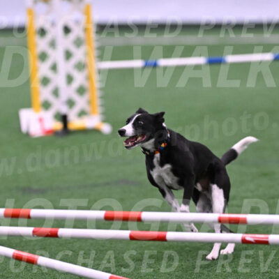Krypto-Robin-Gray-08076