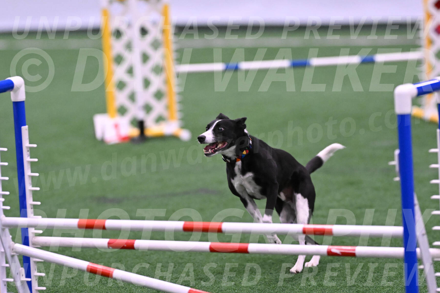 Krypto-Robin-Gray-08076