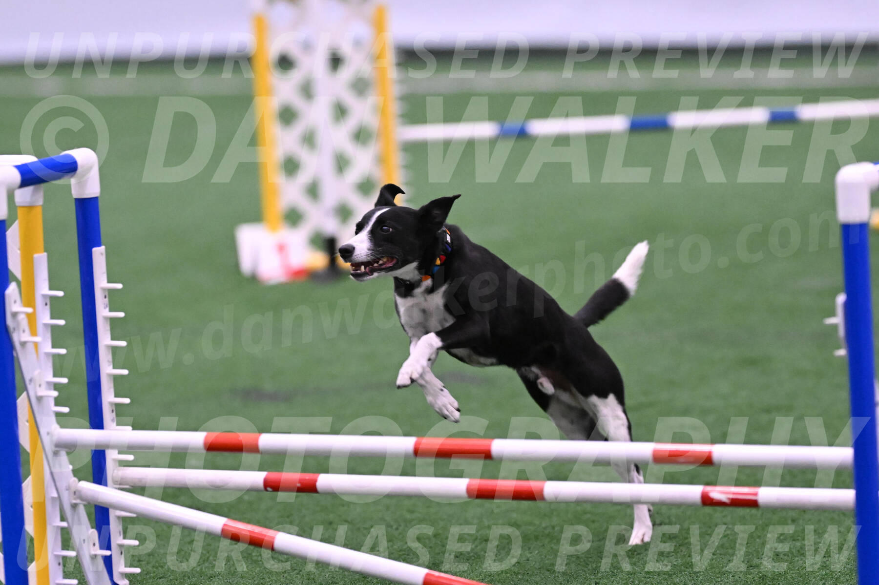 Krypto-Robin-Gray-08077