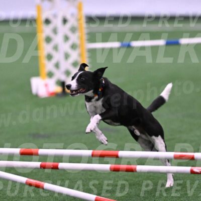 Krypto-Robin-Gray-08077