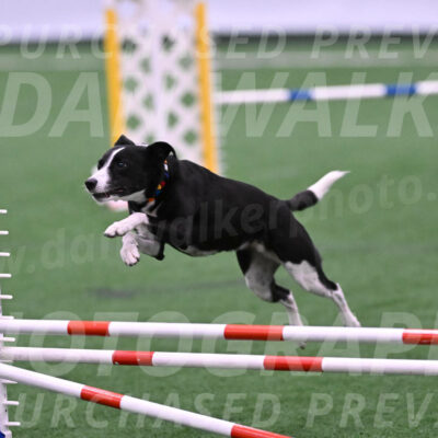 Krypto-Robin-Gray-08078
