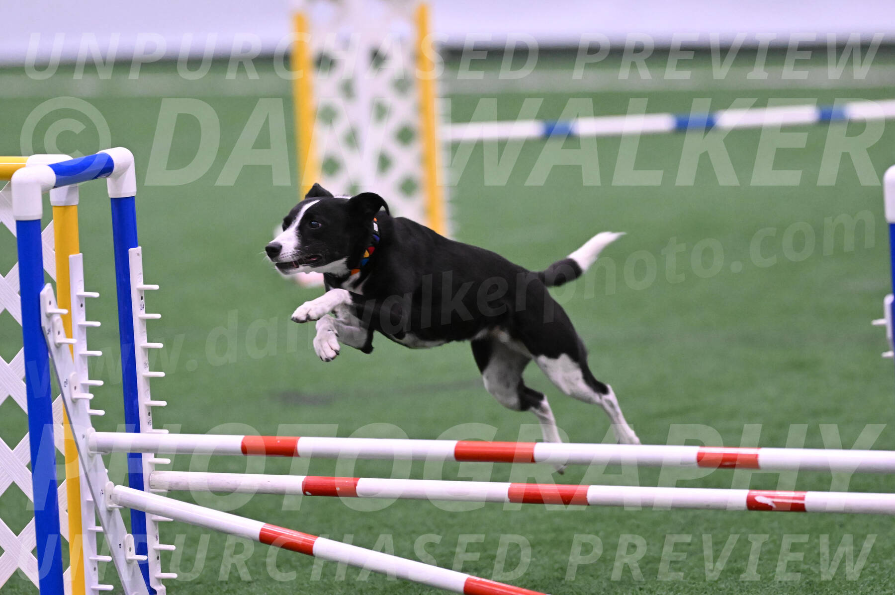 Krypto-Robin-Gray-08078