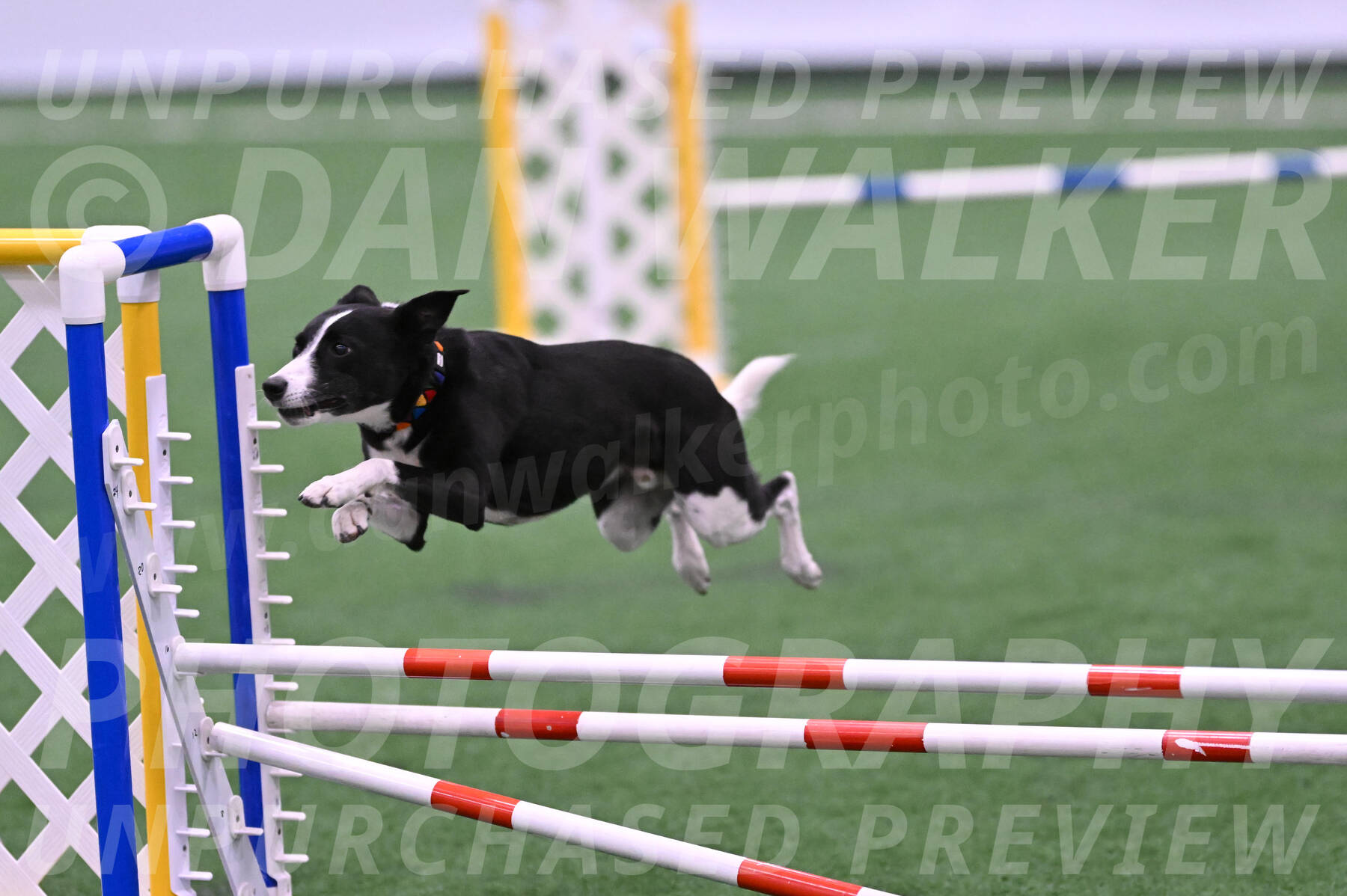 Krypto-Robin-Gray-08079