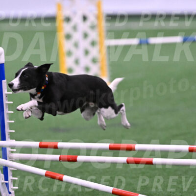 Krypto-Robin-Gray-08079