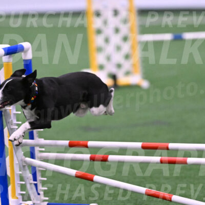 Krypto-Robin-Gray-08080