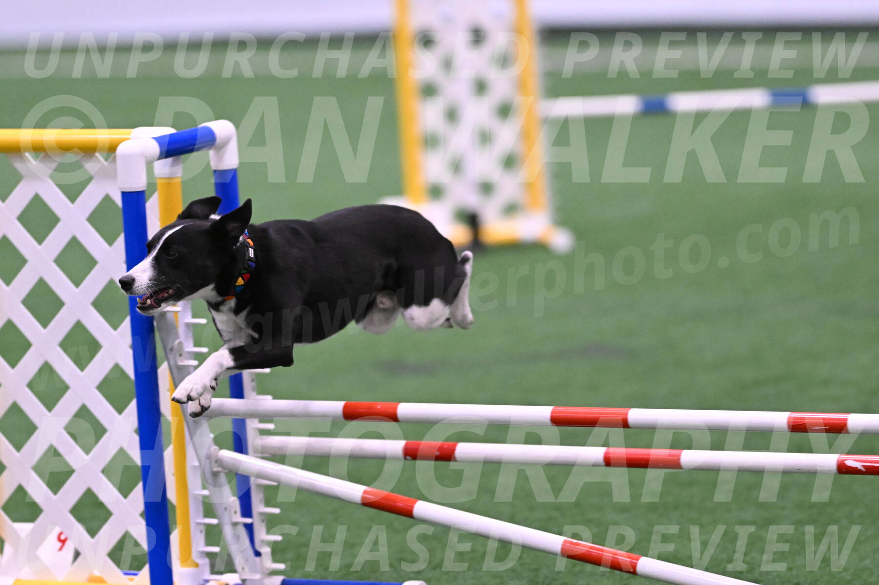 Krypto-Robin-Gray-08080