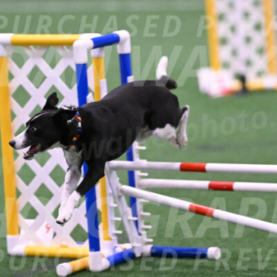 Krypto-Robin-Gray-08081