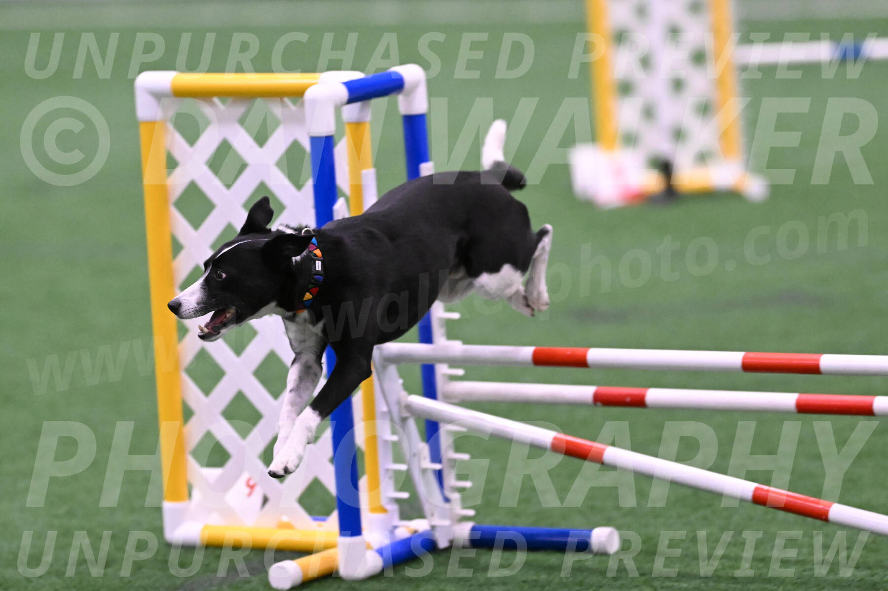 Krypto-Robin-Gray-08081