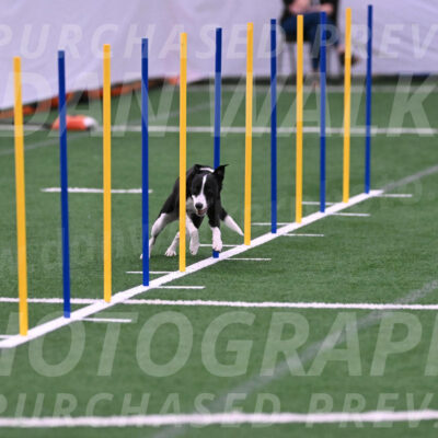 Krypto-Robin-Gray-08082