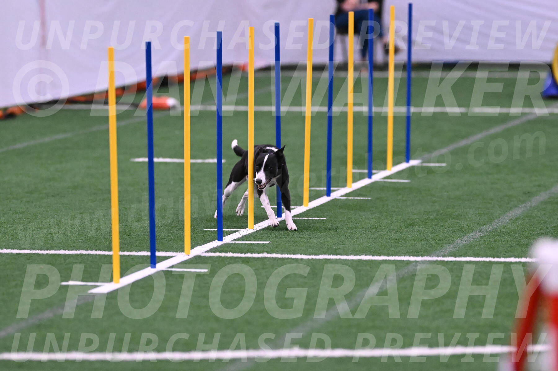 Krypto-Robin-Gray-08083